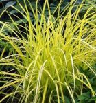 Carex Bowles Golden