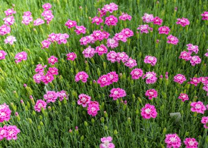 Dianthus-dream-on-Arigato
