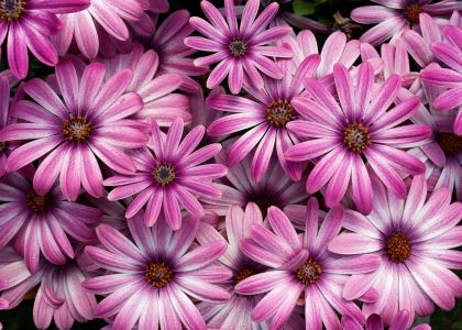 PopEyes® Lilac Stripe