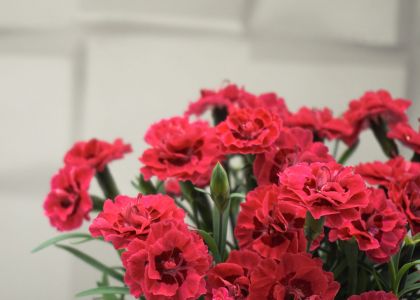 Dianthus-dream-on-One-Of-Us