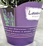 Lavendel im Potcover