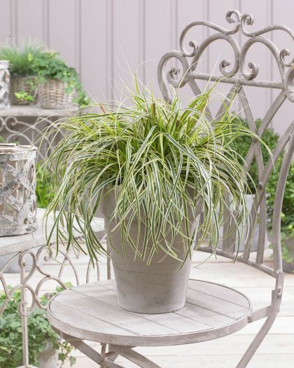 Carex-Feahther-Falls