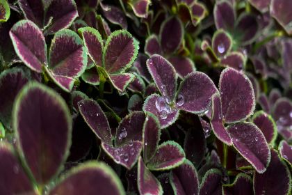 Trifolium-dark-Debbie