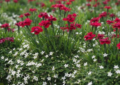 dou-verde-dianthus-isotoma