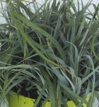 Carex Bluish Green