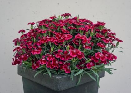Dianthus-dream-on-Joker
