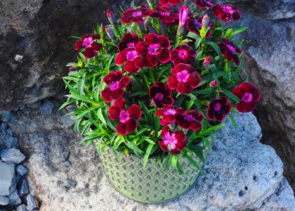 Dianthus-dream-on-Nightlight