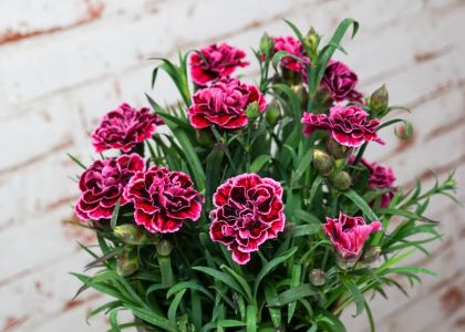 Dianthus-Dream-on-Sir-John