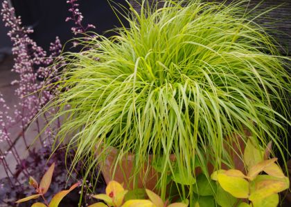 Pernnisetum-Hamlen-Gold