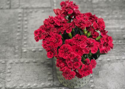 Dianthus-dream-on-Zorro