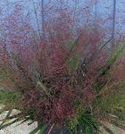 Eragrostis Red