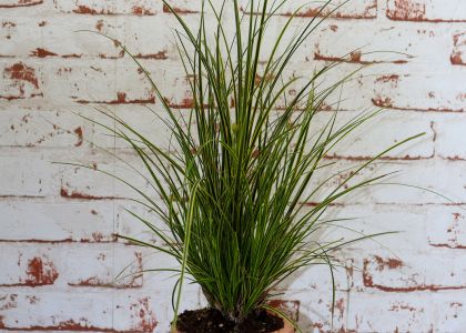 carex-lady-sunshine