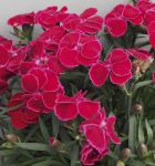 Extravagante Blütenfarbe.  Brilliantes Rot mit feinem pinkfarbenen Rand. Runder Aufbau Blüten stehen knapp über dem Laub. Große Blüten.
