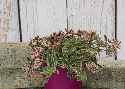 Sedum-Tricolore