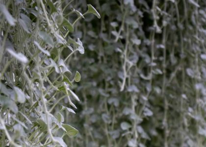 Dichondra-Silver-Falls