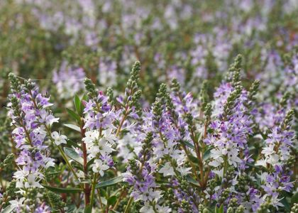 Hebe rotlaubig blaue
