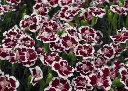 Dianthus-dream-on-Chiquita