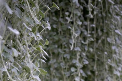 Dichondra-Silver-Falls