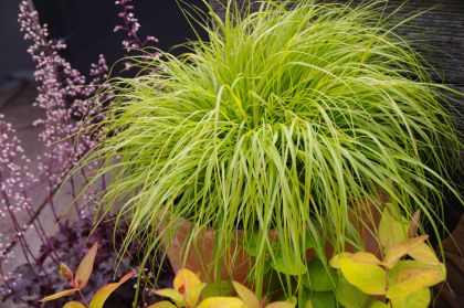 Pernnisetum-Hamlen-Gold