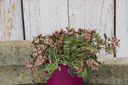 Sedum-Tricolore