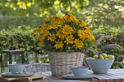 Sunbeckia Ophelia