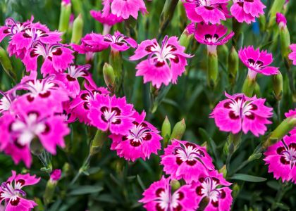 Dianthus-dream-on-Sternthaler