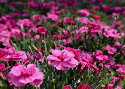 Dianthus-dream-on-Ring-Ring