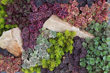 sedum-sun-sparkler-mix