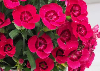 Dianthus-Dream-on-Neon
