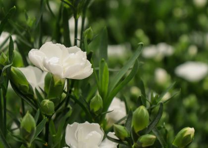 Dianthus-dream-on-Noblesse