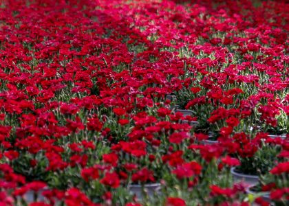 Dianthus-Dream-on-Merci-Fleuri