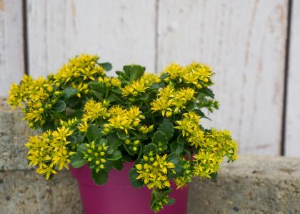 Sedum Little Miss Sunshine