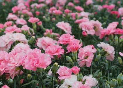 Dianthus-Dream-on-Rosi