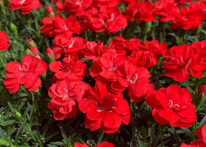 Dianthus-dream-on-Tiny-Red