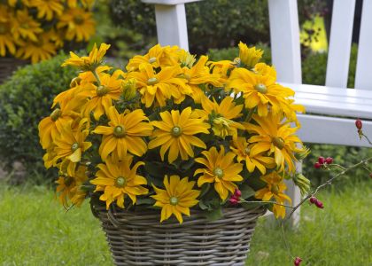 Sunbeckia-Juliana