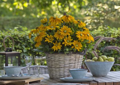 Sunbeckia Ophelia
