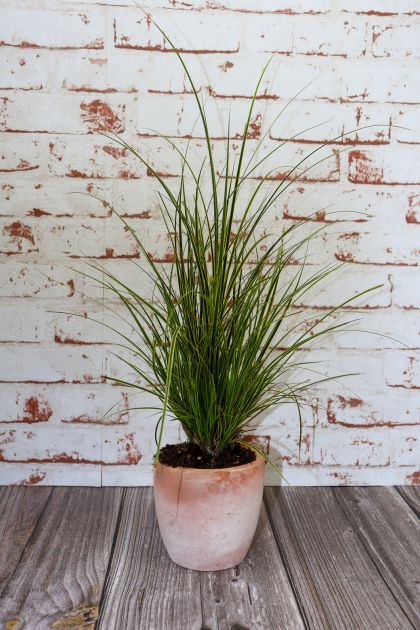 carex-lady-sunshine