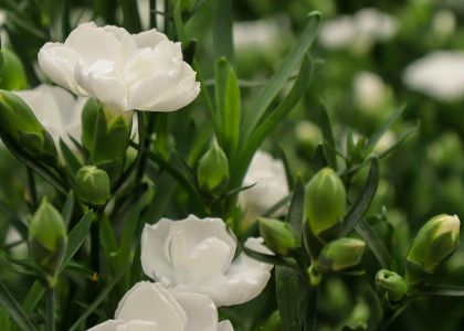Dianthus dream on Noblesse