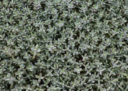 Hebe-Glauca