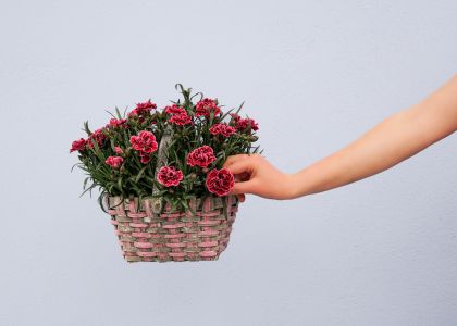 Dianthus-Dream-on-Sir-John