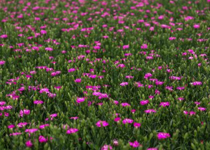 Dianthus-dream-on-Sternthaler