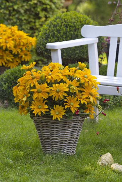 Sunbeckia-Juliana