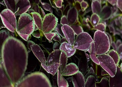 Trifolium-dark-Debbie