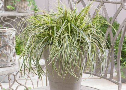 Carex-Feahther-Falls