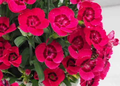 Dianthus-Dream-on-Neon