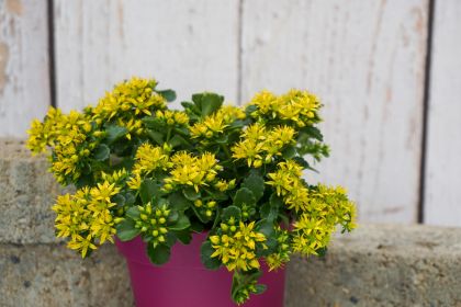 Sedum Little Miss Sunshine