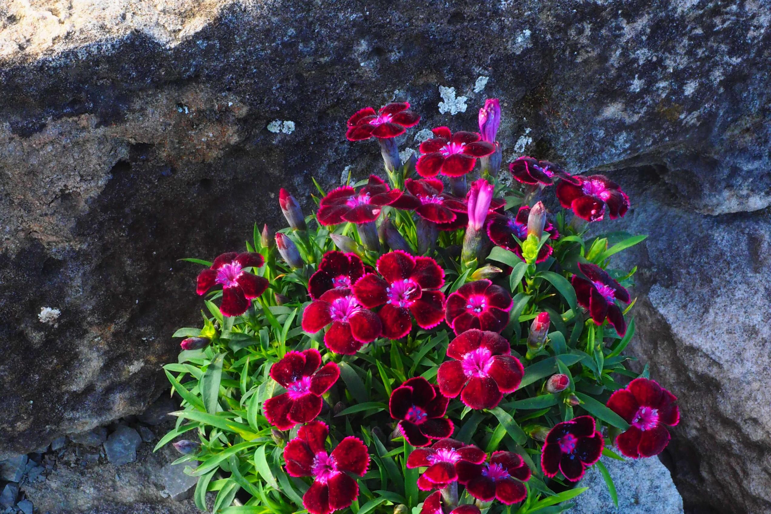 Dianthus dream on Nightlight