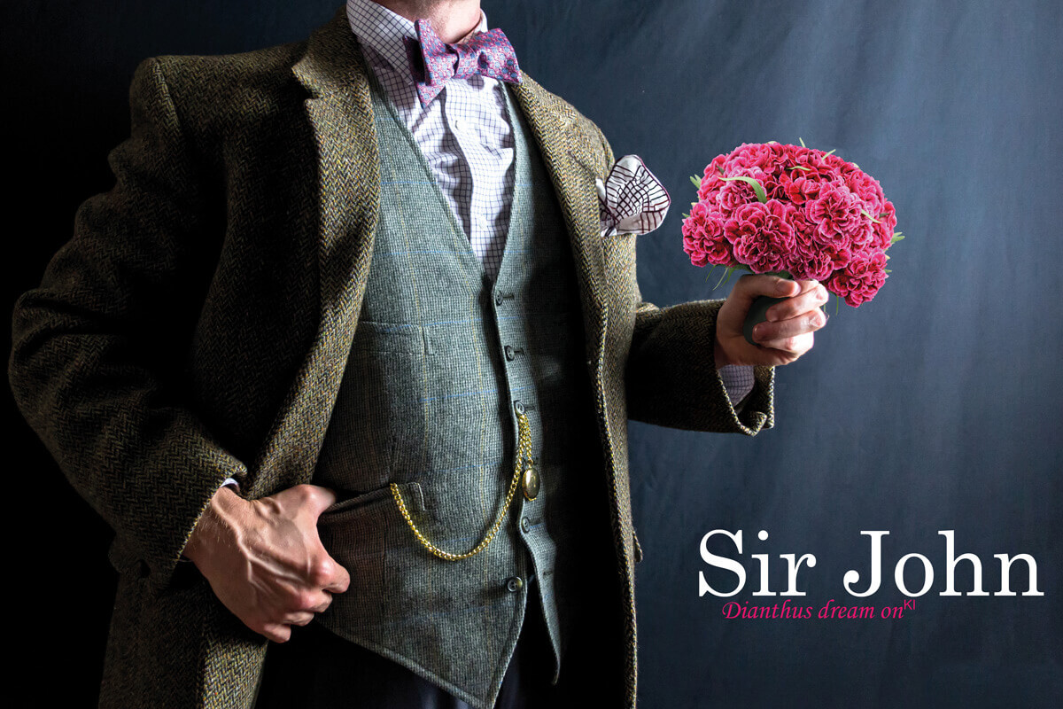 Mit unseren Topfnelken wird ihr Sortiment besser.  Sir John